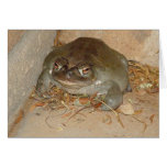Sonoran Toad, Arizona cards
