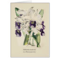 Sophronitis purpurata (as Laelia purpurata) cards