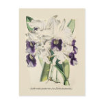 Sophronitis purpurata post card