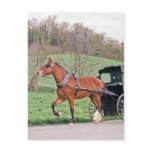Sorrel Amish Horse Post Cards