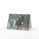 Sorry Mules-customise