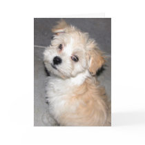 Sorry puppy card