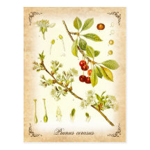 Sour Cherry plant - vintage illustration Postcard