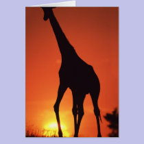 South Africa, Kruger NP.  Giraffe (Giraffa cards