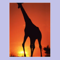 South Africa, Kruger NP.  Giraffe (Giraffa postcards