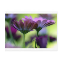 South African Daisies, Postcard Template