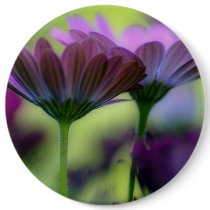 South African Daisies, Round Pin Button Template