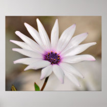 South African Daisy Print