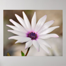 South African Daisy Print