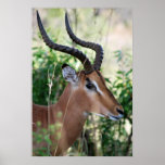 South African Impala profile Posters