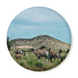 South African Oryx (Gemsbok) Fridge Magnets