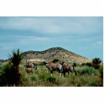 South African Oryx (Gemsbok) photo sculptures