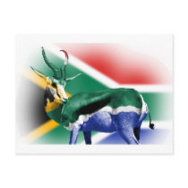 South African Springbock Flag Post Card