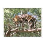 South America, Ecuador, Amazon. Ocelot Post Cards