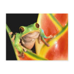 South America, Ecuador, Amazon. Tree frog