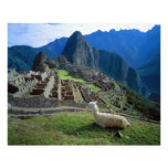 South America, Peru. A llama rests on a hill photography