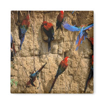 South America, Peru, Manu National Park, Fridge Magnets