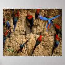 South America, Peru, Manu National Park, Poster