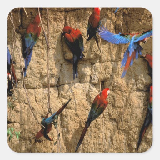South America, Peru, Manu National Park, Square Stickers