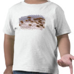 South America, Venezuela, Llano region. Shirts