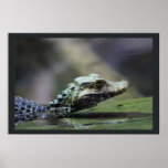 South American Caiman posters