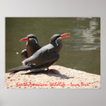 South American Wildlife - Inca Tern posters
