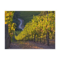 South Australia, Adelaide Hills, Summertown. 2