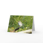 South Australian wild birdlife Cards