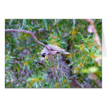 South Australian wild birdlife Cards