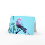 South Australian wild birds cards
