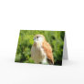 South Australian wild birds Greeting Card