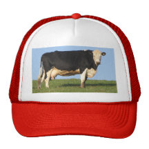 South Devo Cow On Hill Top Looking Hat