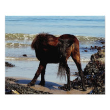 South Devon Beach Dartmoor Pony Biteing Tale Photo Print