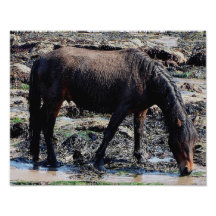 South Devon Beach Wet Looking Dartmoor Pony Photo Print