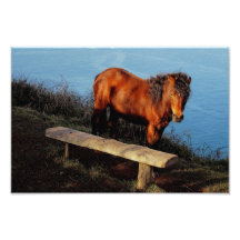 South Devon Coast Dartmoor Pony Near Bench .2. Photo Art