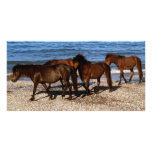 South Devon Four Dartmoor Ponies Walking On  Beach photo cards