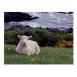 South Devon Lamb Resting On Wild Remote Coastline Post Cards