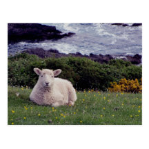 South Devon Lamb Resting On Wild Remote Coastline Post Cards