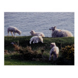 South Devon Sheep And Lambs On Remote Coastline Postcards