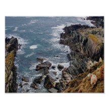 South Devon Sheep On Remote Coast Cliff Path Photo