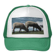 South Devon Two Lambs Grazeing On Wild Coastline Hats