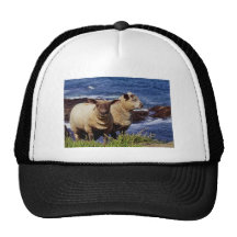 South Devon Two Lambs On Coast Path Cliff Edge Mesh Hat