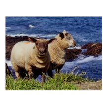 South Devon Two Lambs On Coast Path Cliff Edge Postcards