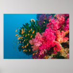 South Pacific, Fiji, Viti Levu, Bligh Water, posters