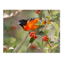 South Padre Island, Texas, USA, Baltimore Oriole Post Card
