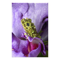 Southeast Vietnam. Close-up of mossy tree frog