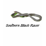 Southern Black Racer Ladies Petite T-Shirt