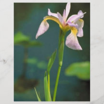 Southern blue flag iris flyer