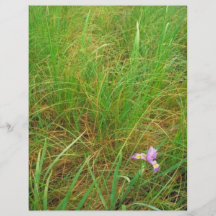 Southern blue flag iris flyer
