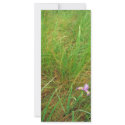 Southern blue flag iris rack cards